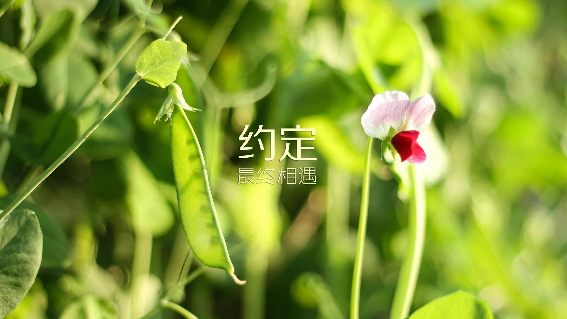 九游娱乐-悉尼国王防守强度持续提升，悉尼国王队的泰特