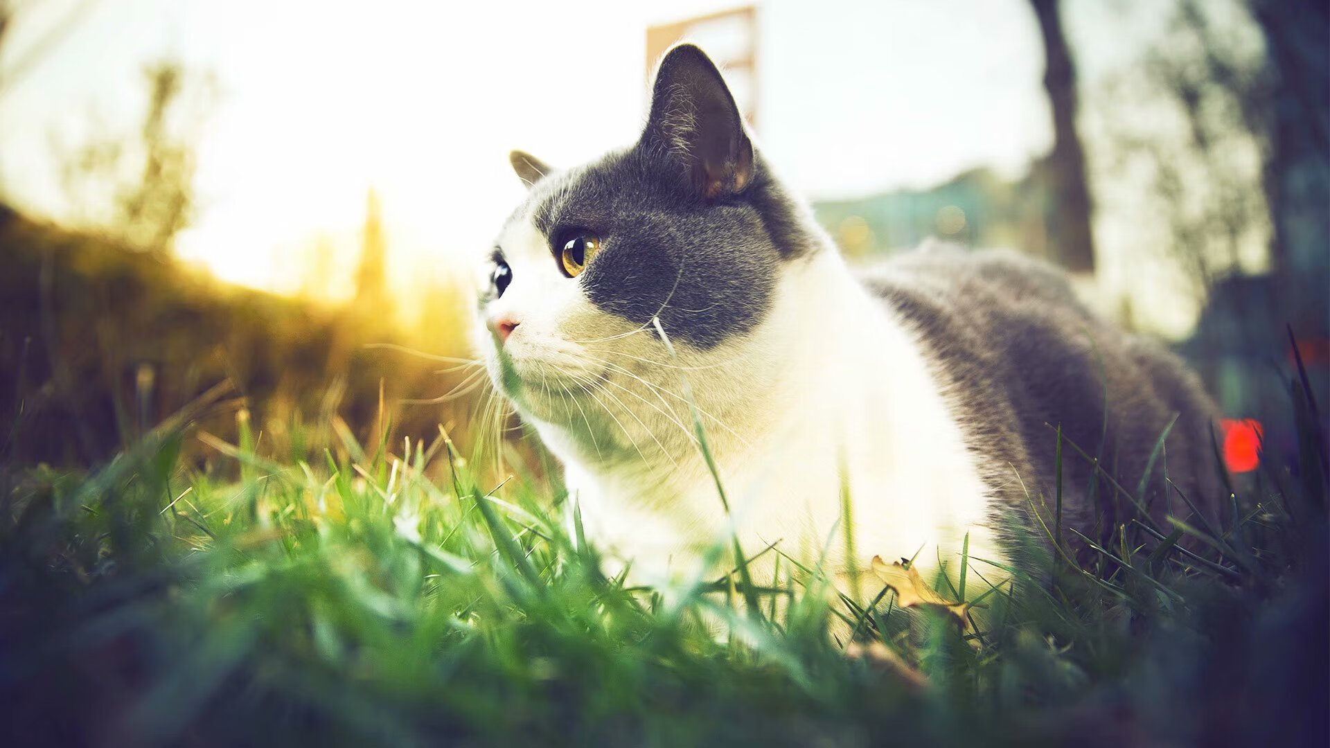 美国队在国际乒联混合团体世界杯的稳定发挥与战术，美国乒乓球国家队队员名单