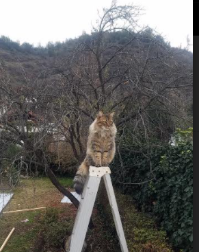 张伟丽完成绝杀格斗冠军赛，张伟丽完成绝杀格斗冠军赛了吗