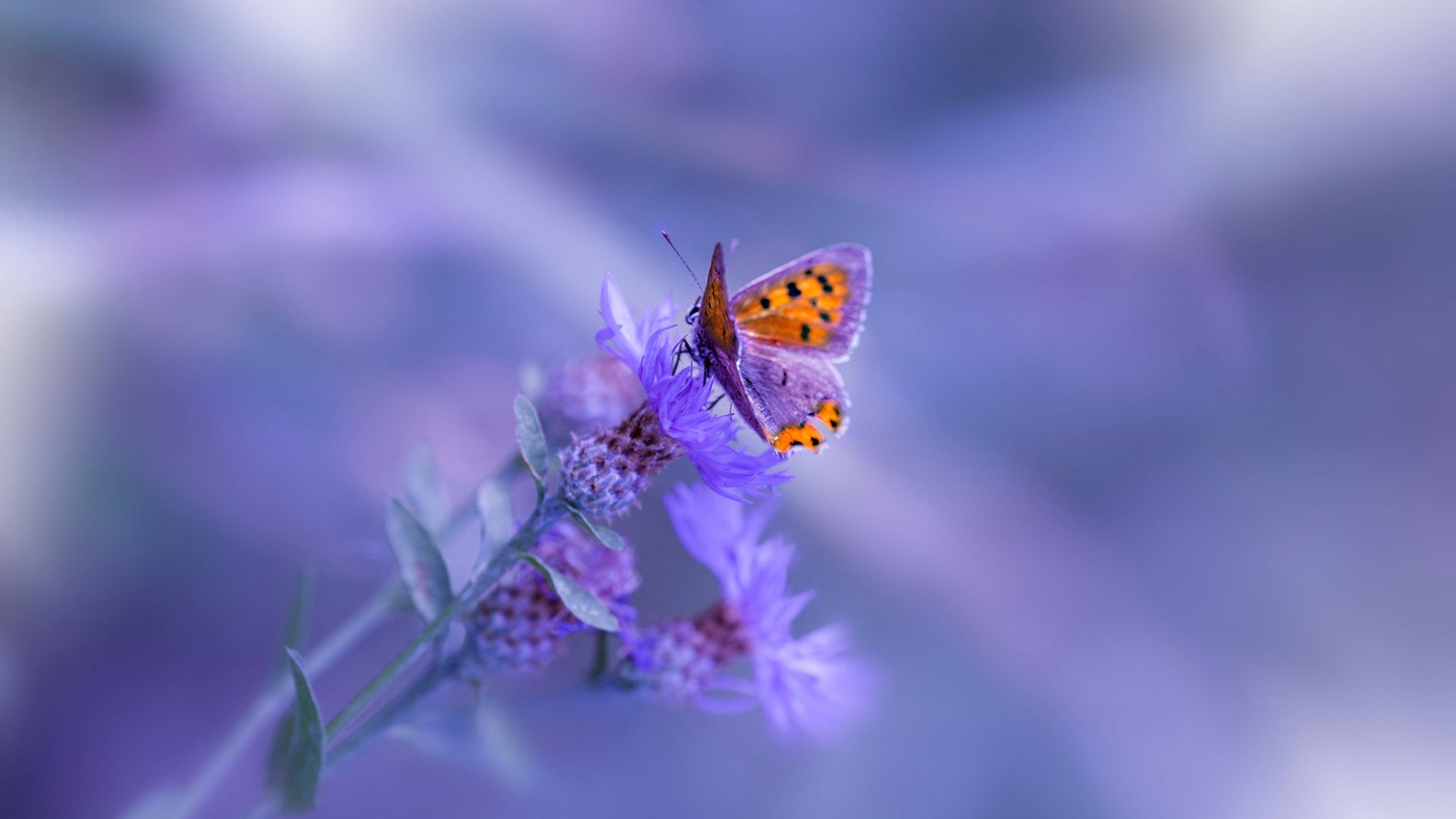 弗兰：全黑队中场的“调度员”，他的每一脚传球都精准到位