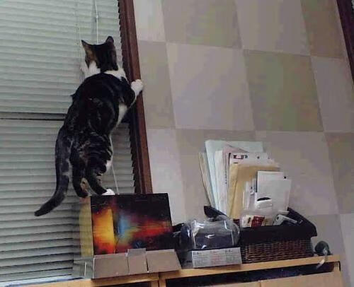 范奥特尔戴克起跳反应速度抢眼，范戴克凯尔特人